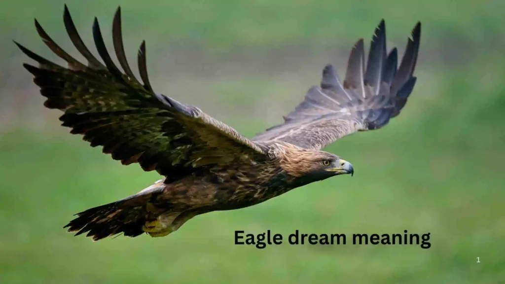 🦅 Types of Eagle Dreams