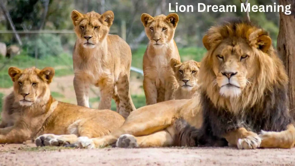 Meaning Behind the Dreaming