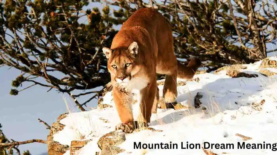 Mountain Lion Dream Meaning | A Spiritual Message From Inner Power for 2026