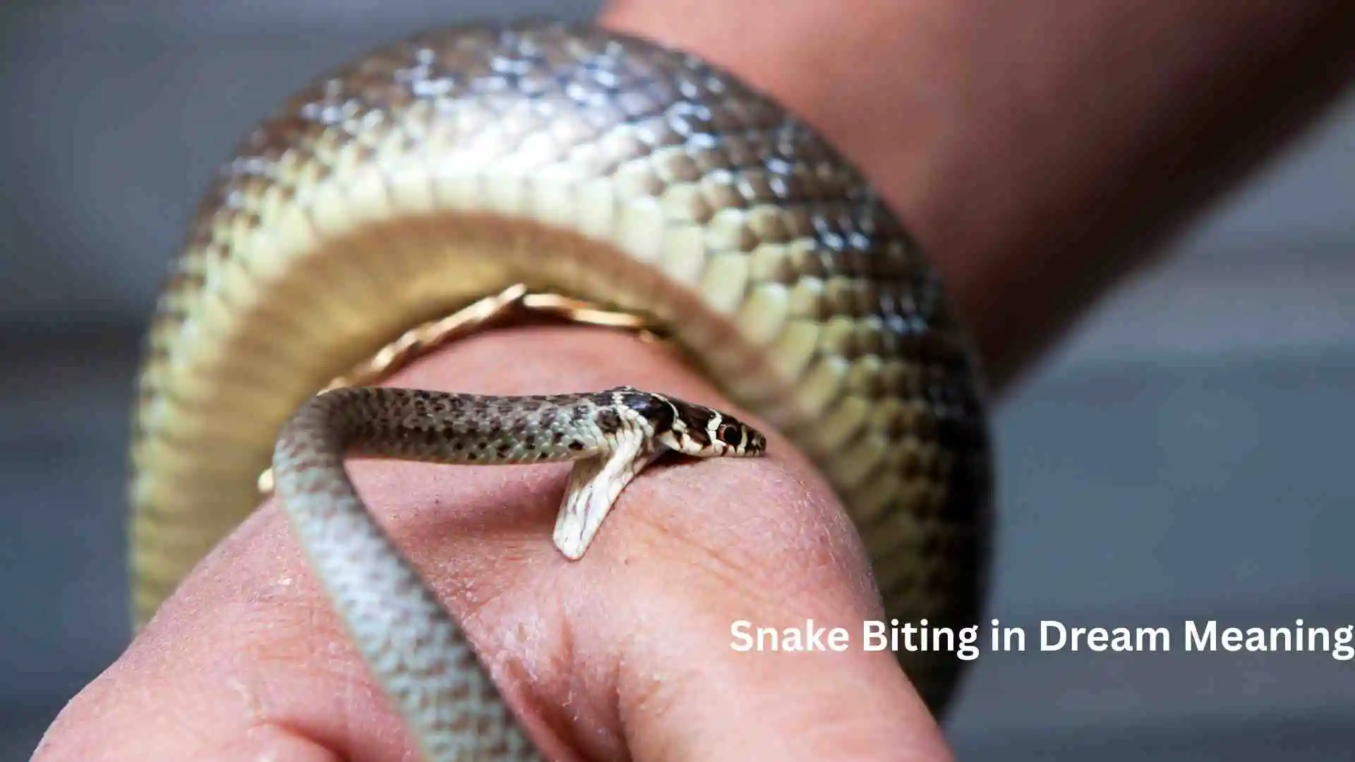 Snake Biting in Dream Meaning The Emotional Message You Shouldn’t Ignore for 2026