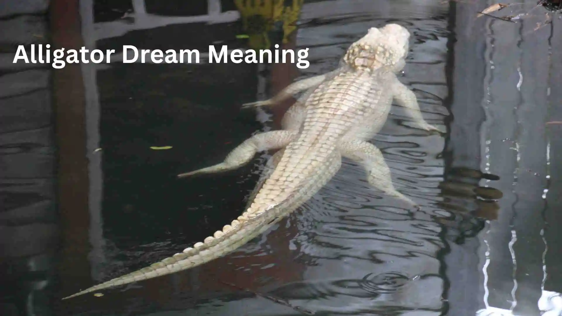 Alligator Dream Meaning Hidden Warning or Spiritual Wake-Up Call for 2026