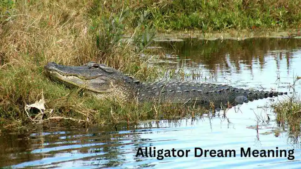 Meaning Behind the Dreaming