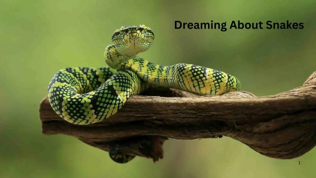 Why Do I Keep Dreaming About Snakes?