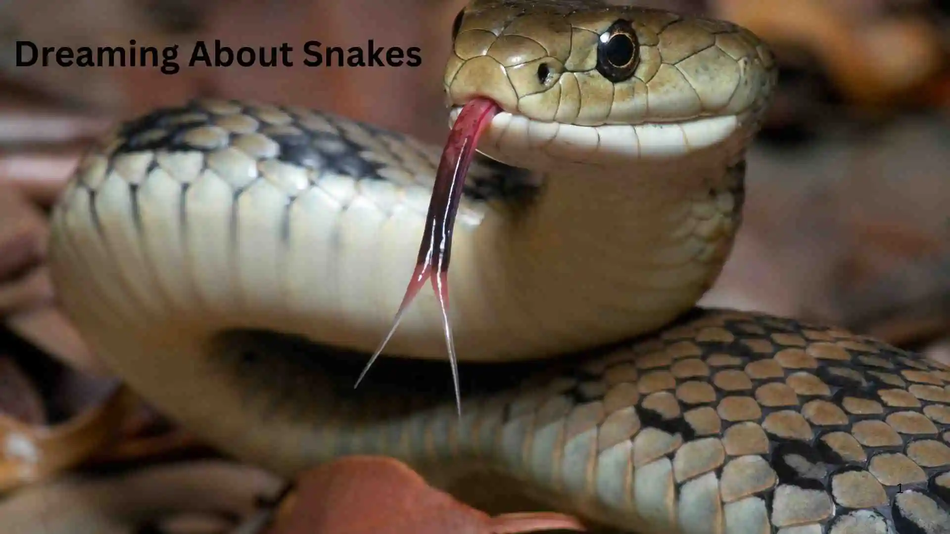 dreaming about snakes