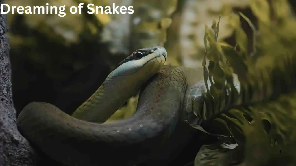 Meaning Behind the Dreaming