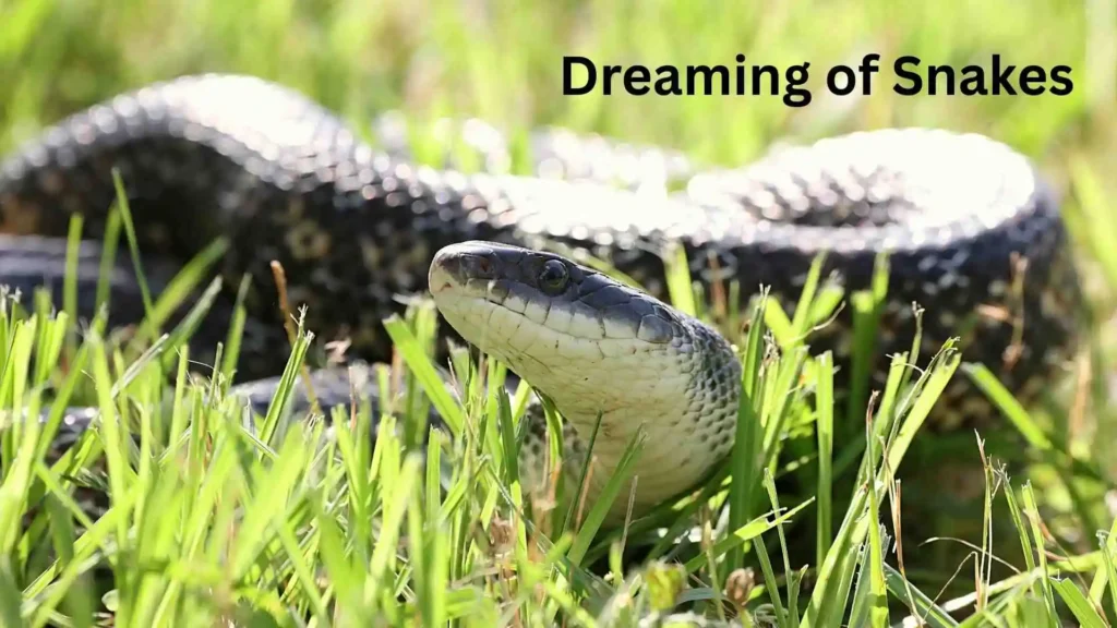 Why Do Dreams Feel So Real