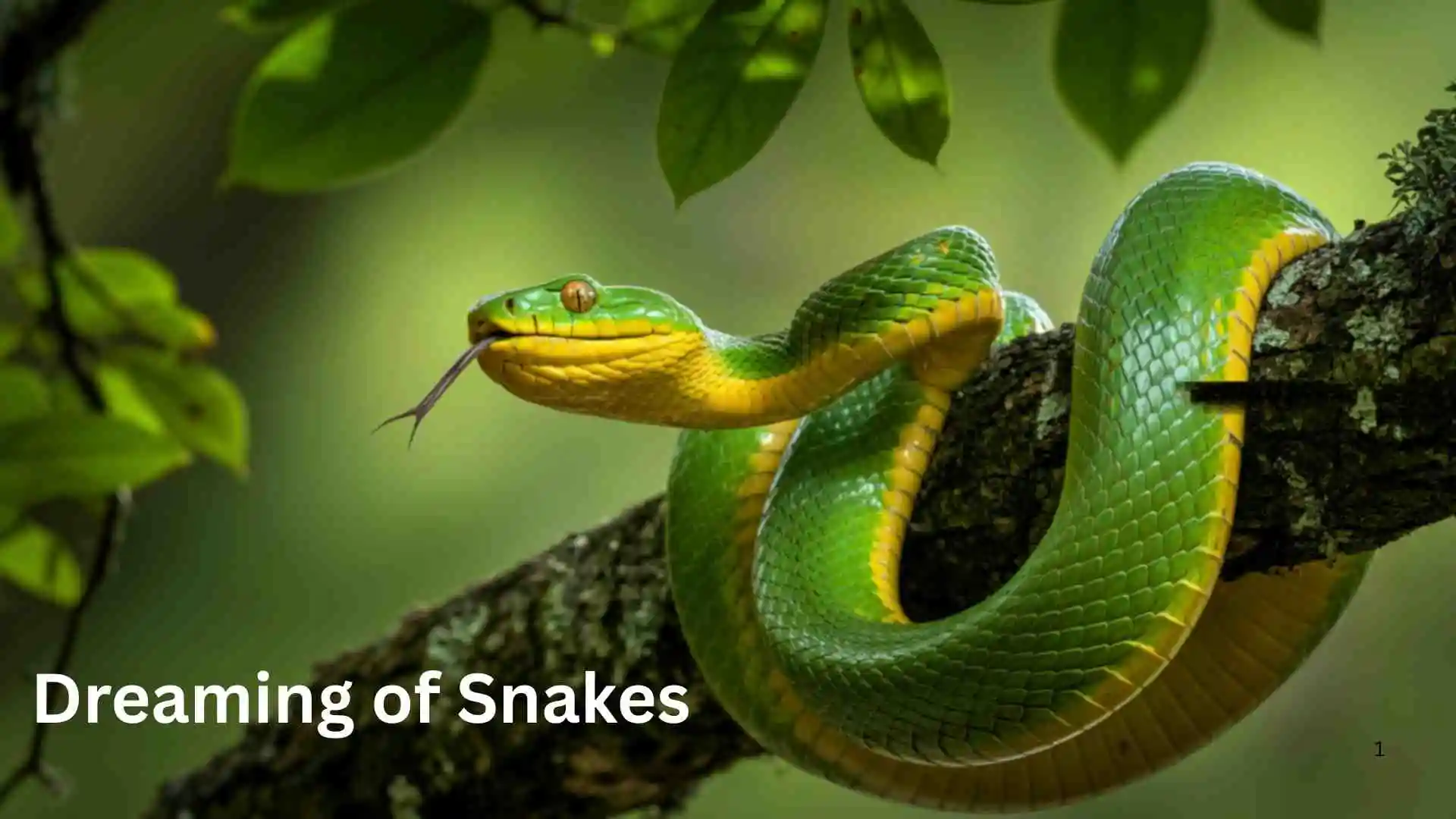 Dreaming of Snakes | What Is Your Soul Trying to Tell You for 2026