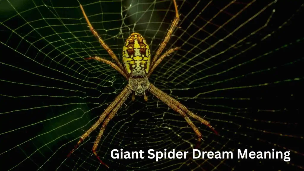 Meaning Behind the Dreaming