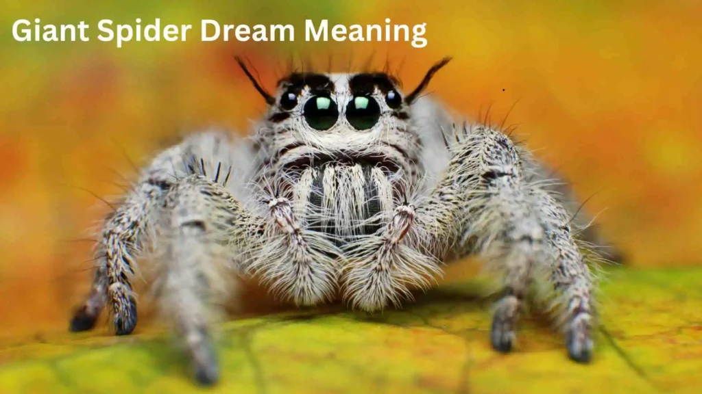 Is a Giant Spider Dream a Good or Bad Sign?