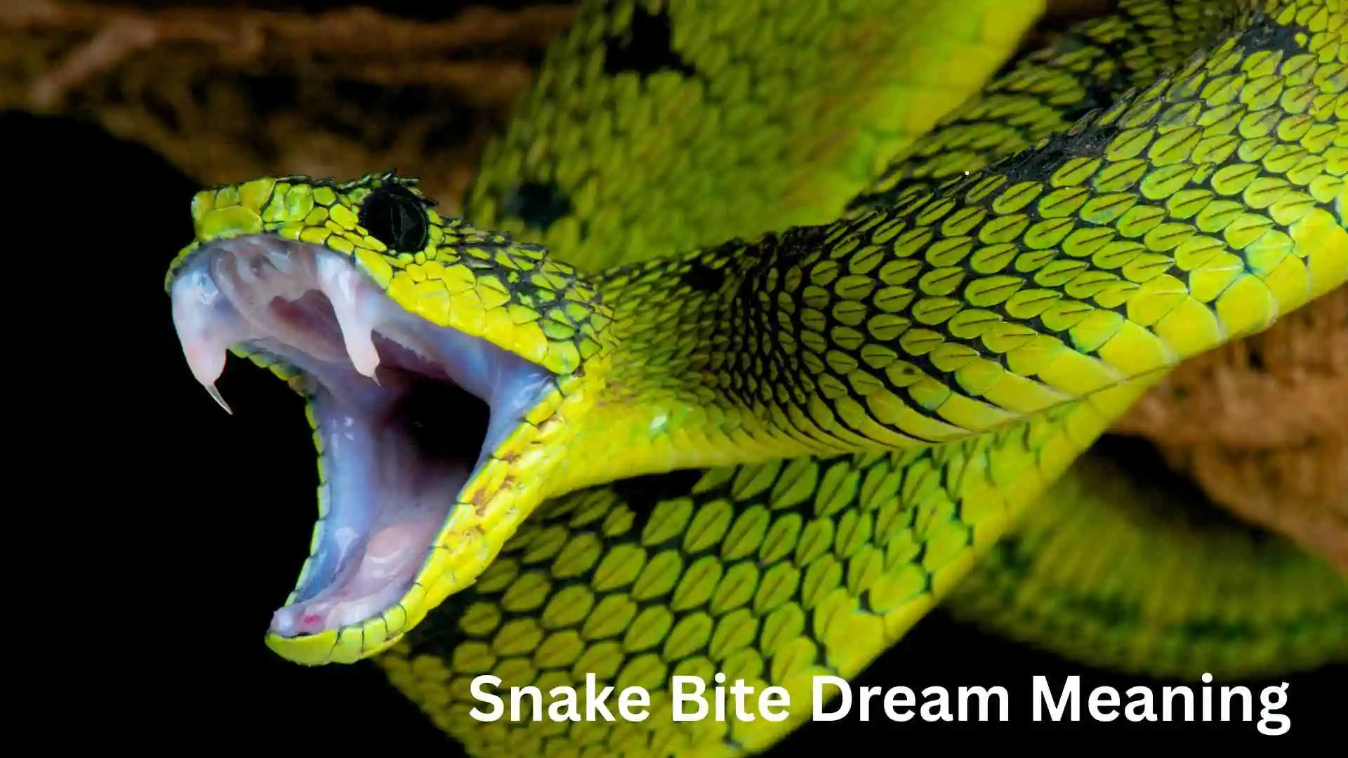 Snake Bite Dream Meaning A Spiritual Warning or Powerful Awakening for 2026