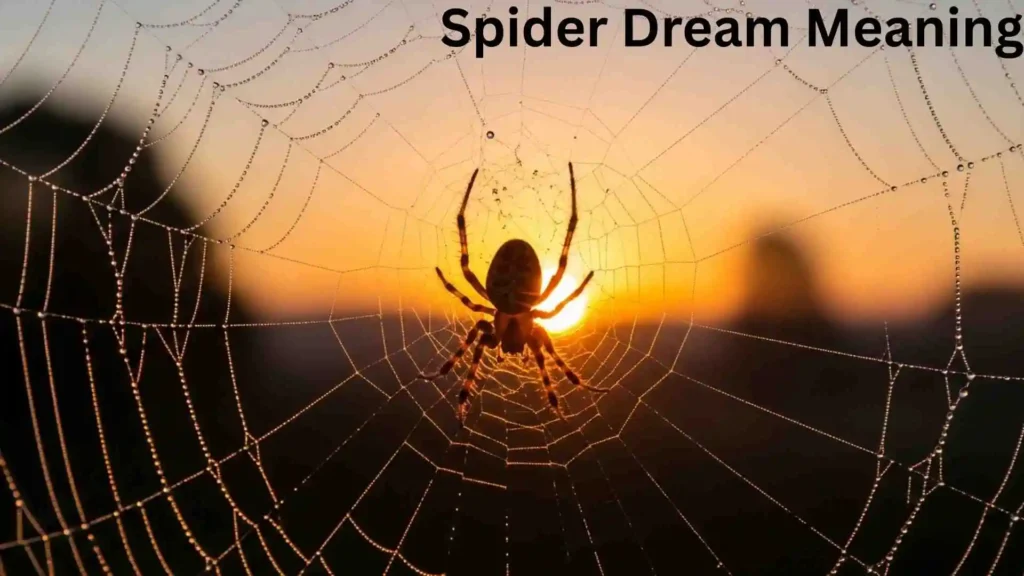 Seeing a Spider in a Dream Meaning