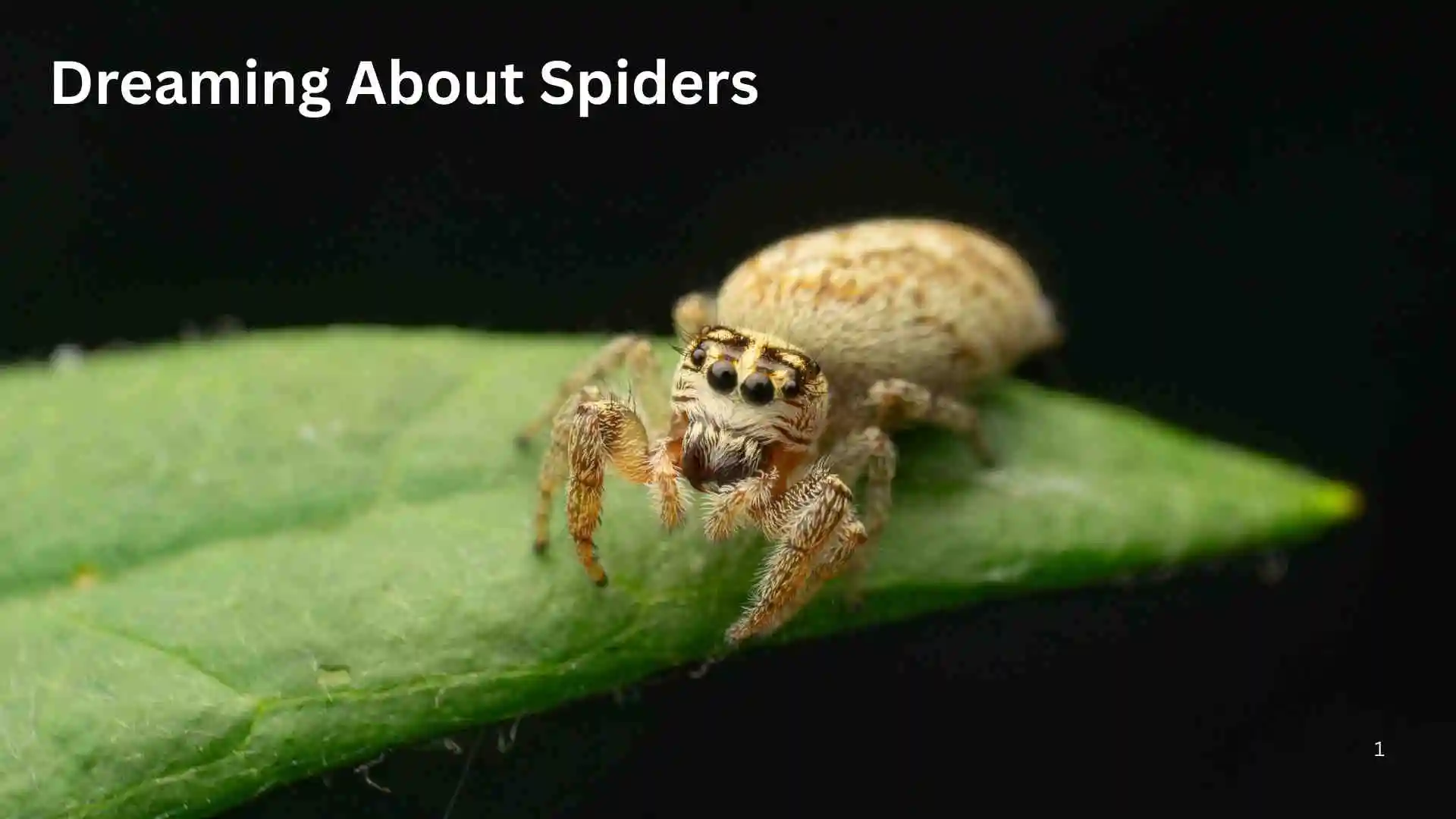 Dreaming About Spiders | Hidden Spiritual Message Behind The Dream for 2026