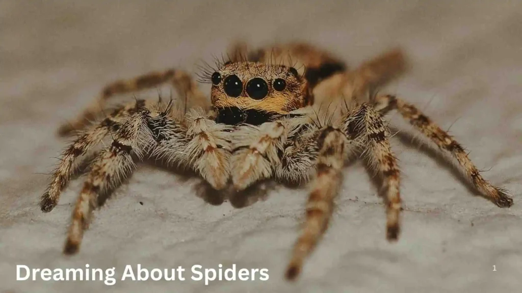 Meaning Behind the Dreaming