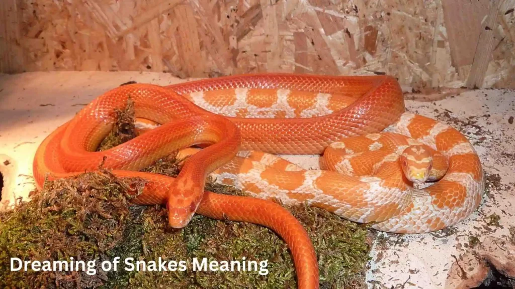 Meaning Behind the Dreaming