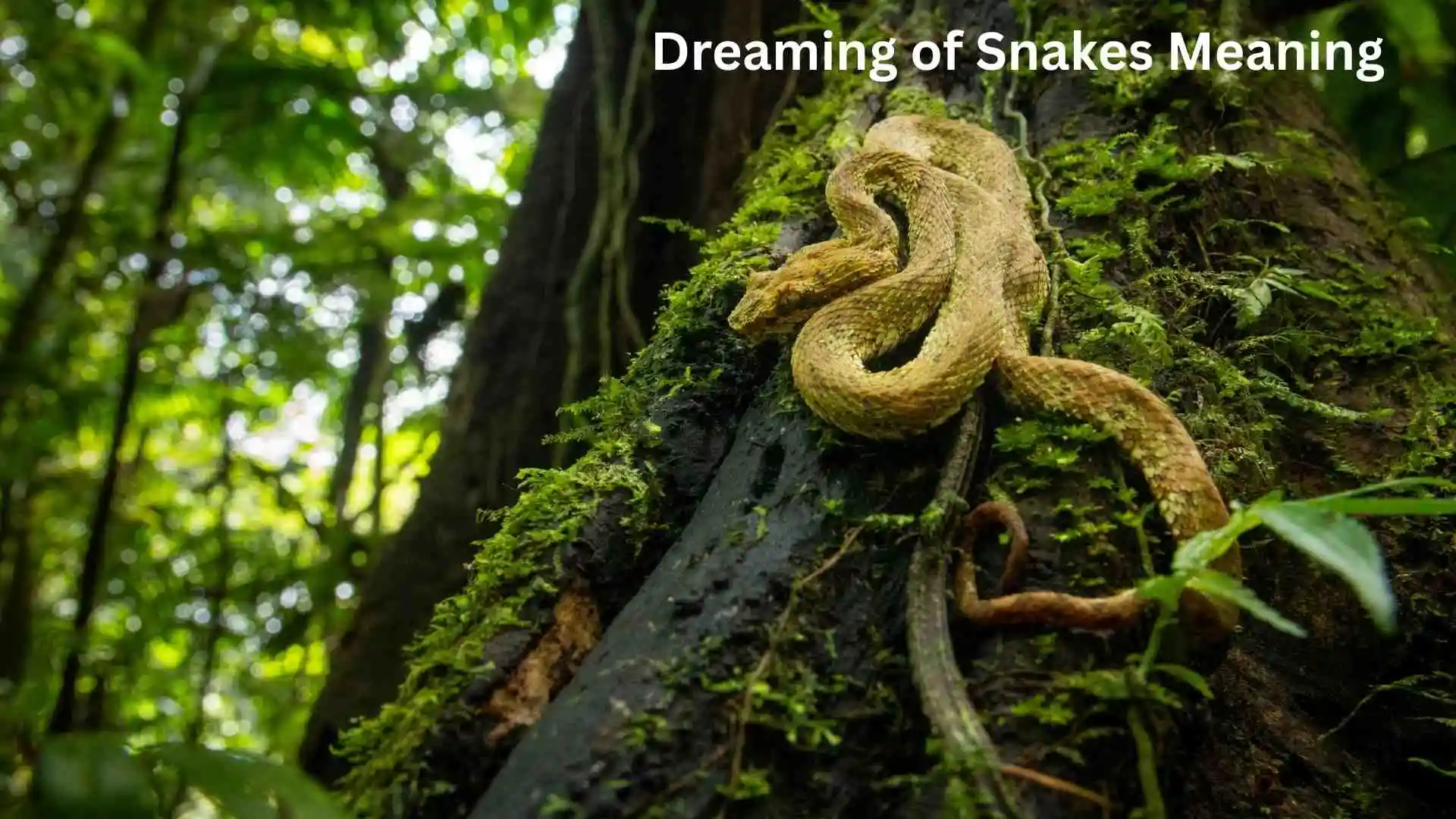Dreaming of Snakes Meaning A Deep Spiritual Message You Shouldn’t Ignore for 2026