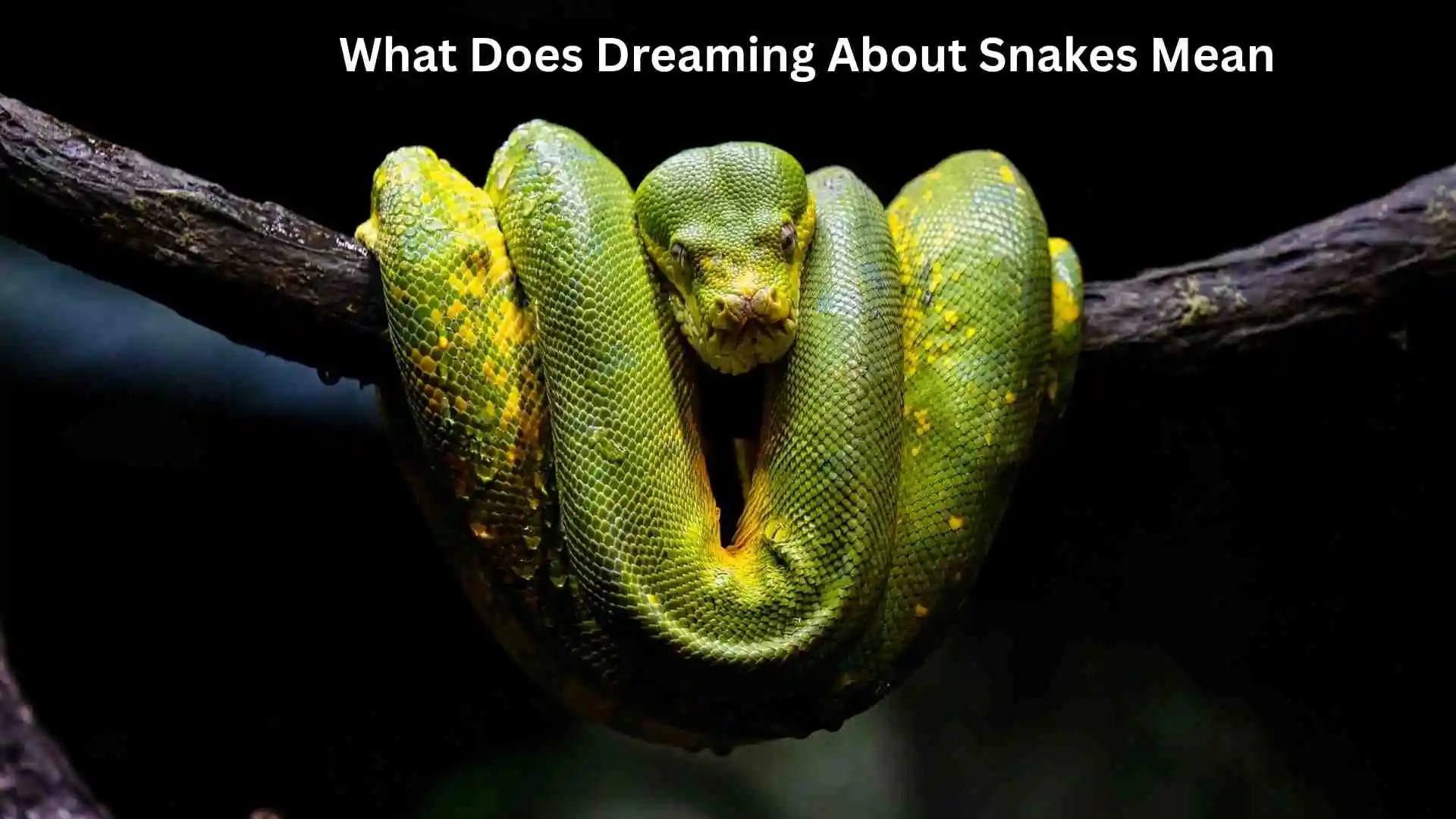 What Does Dreaming About Snakes Mean Spiritual Signs You Shouldn’t Ignore for 2026