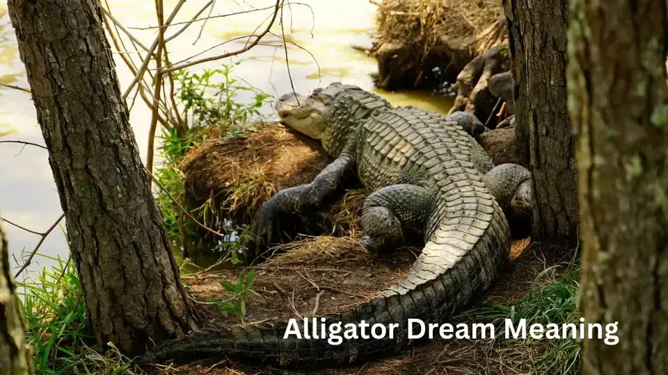 Spiritual Meaning of Alligator Dream