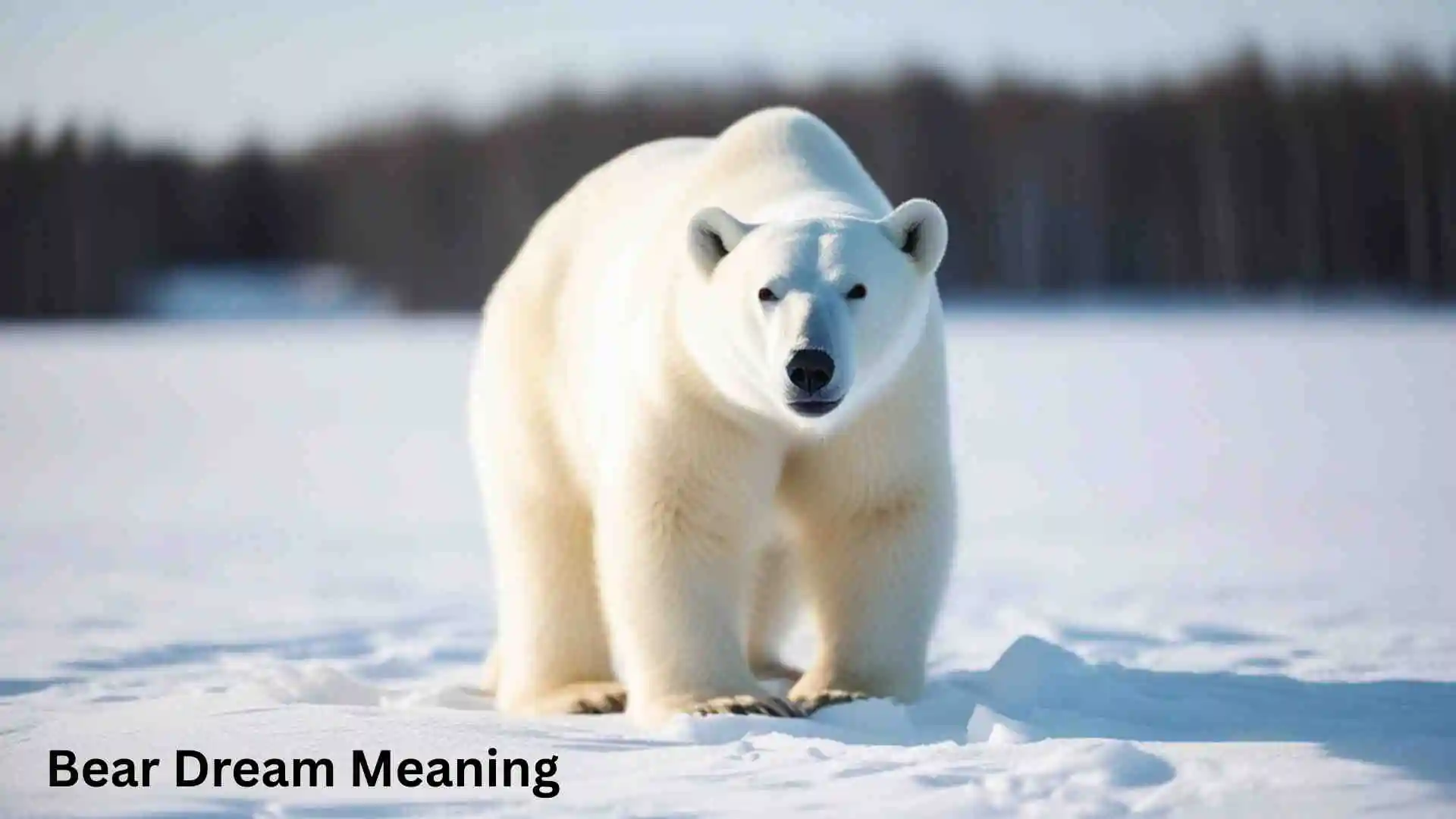 Bear Dream Meaning A Powerful Sign of Strength Fear or Hidden Emotions for 2026