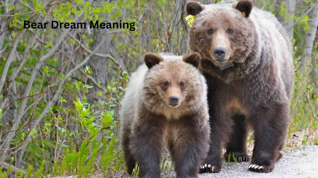 Meaning Behind the Dream