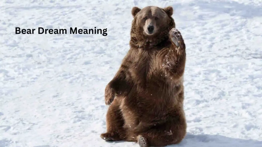 Spiritual Meaning of Bear Dreams in Different Cultures