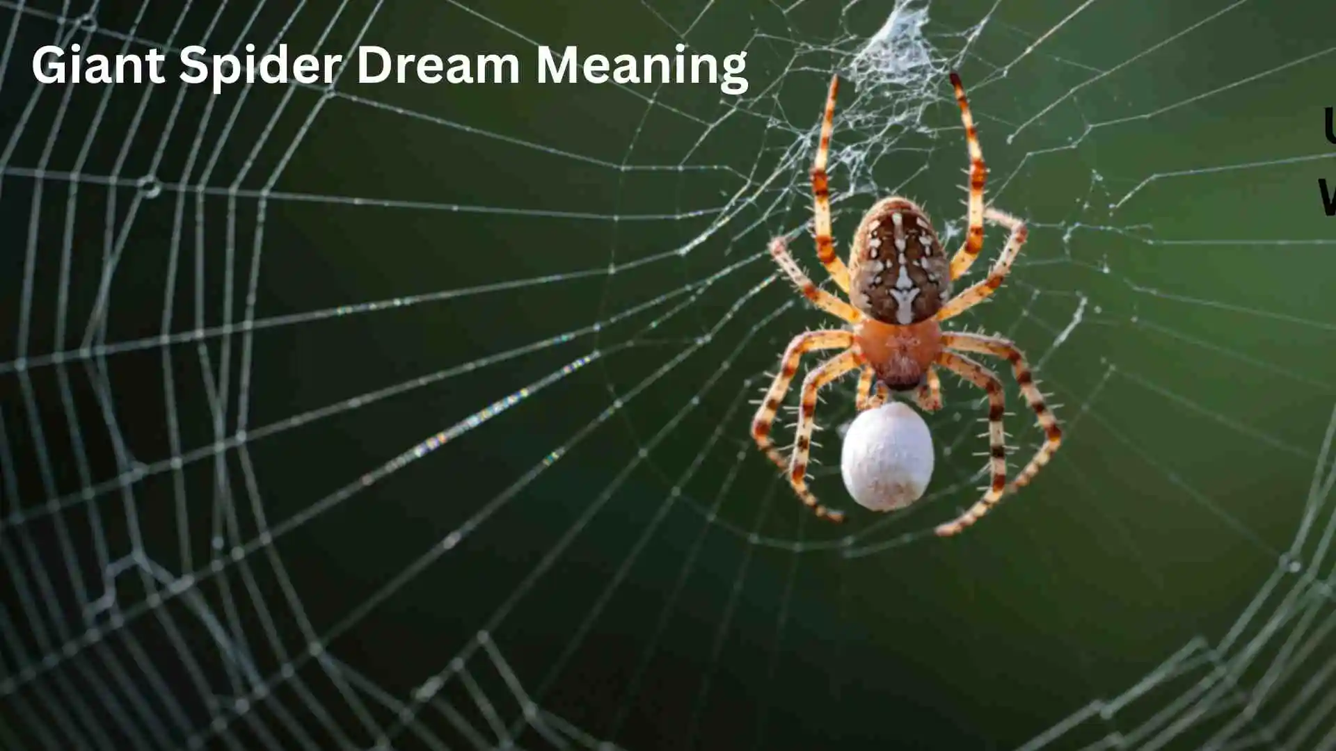 Giant Spider Dream Meaning A Deep Spiritual Sign You Shouldn’t Ignore for 2026