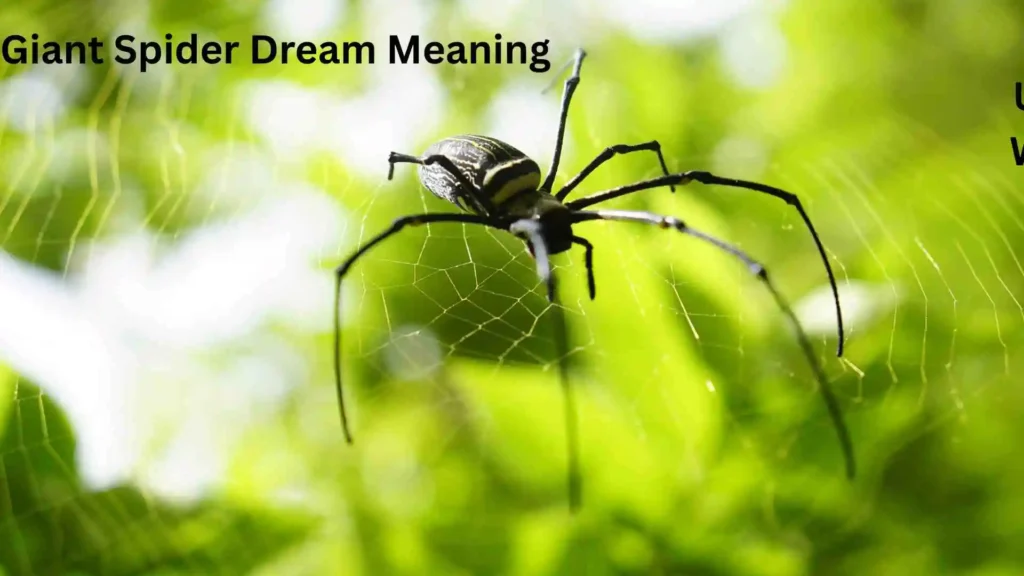 Meaning Behind the Dream