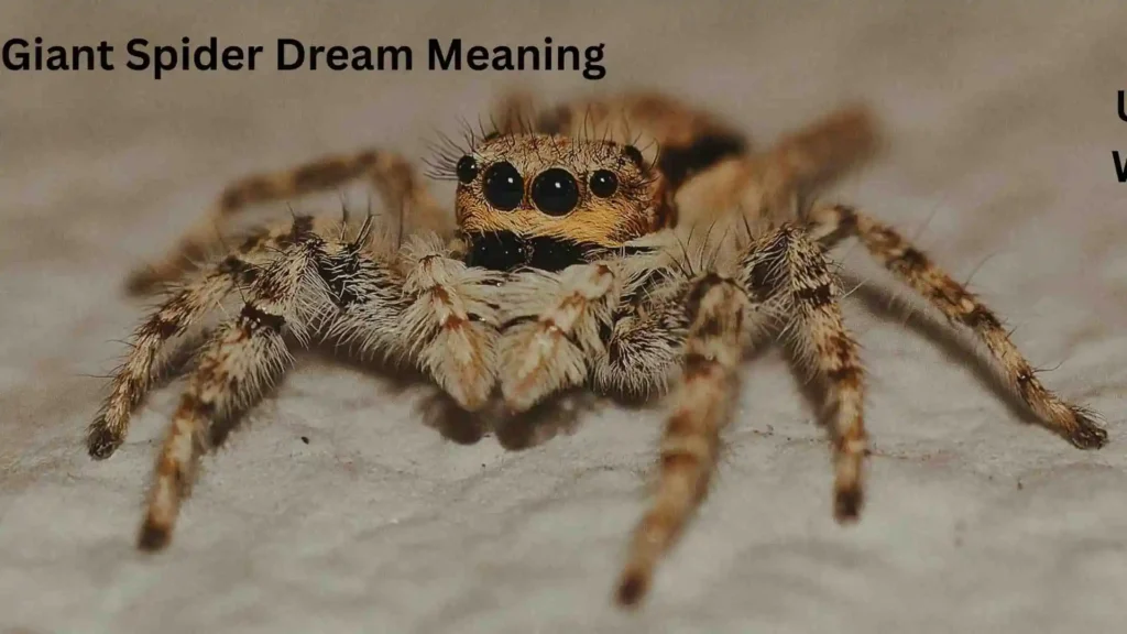 Types of Giant Spider Dreams