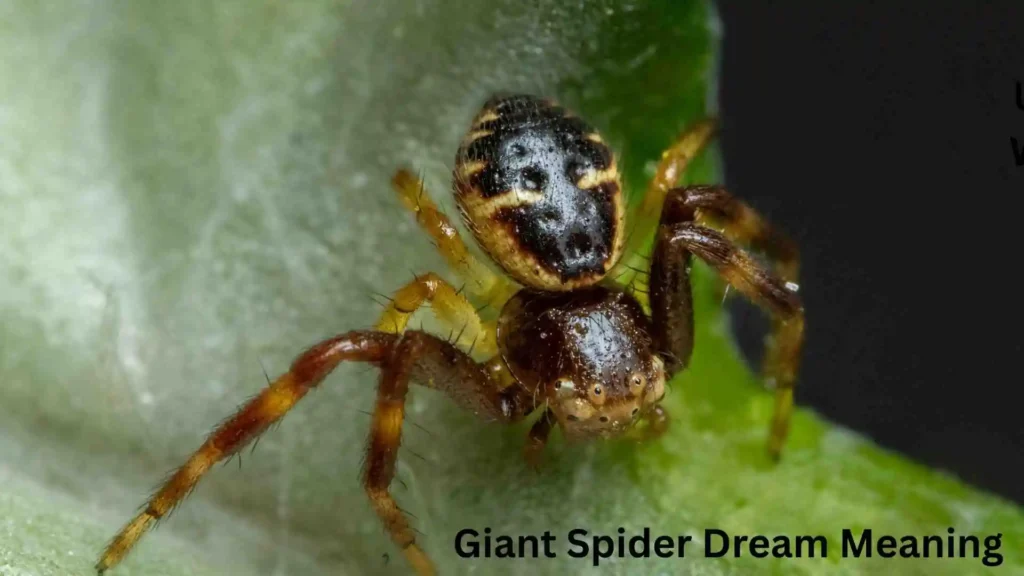 Giant Spider Dream Meaning in Islam